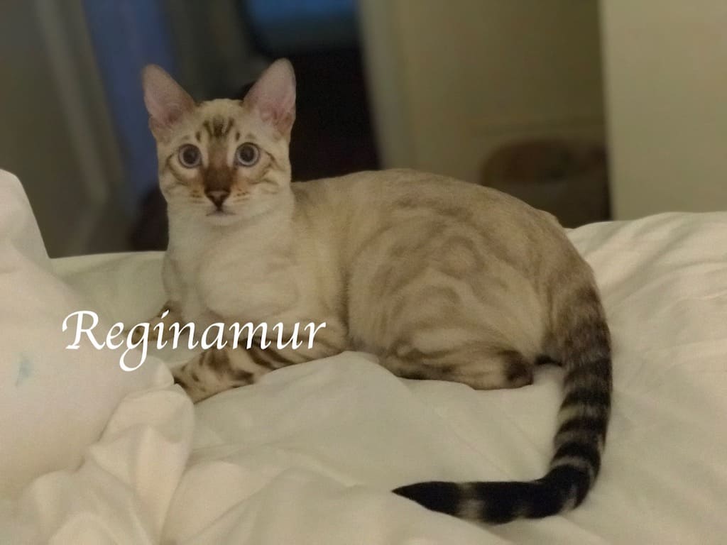 IMG_4233 2 bengal kittens