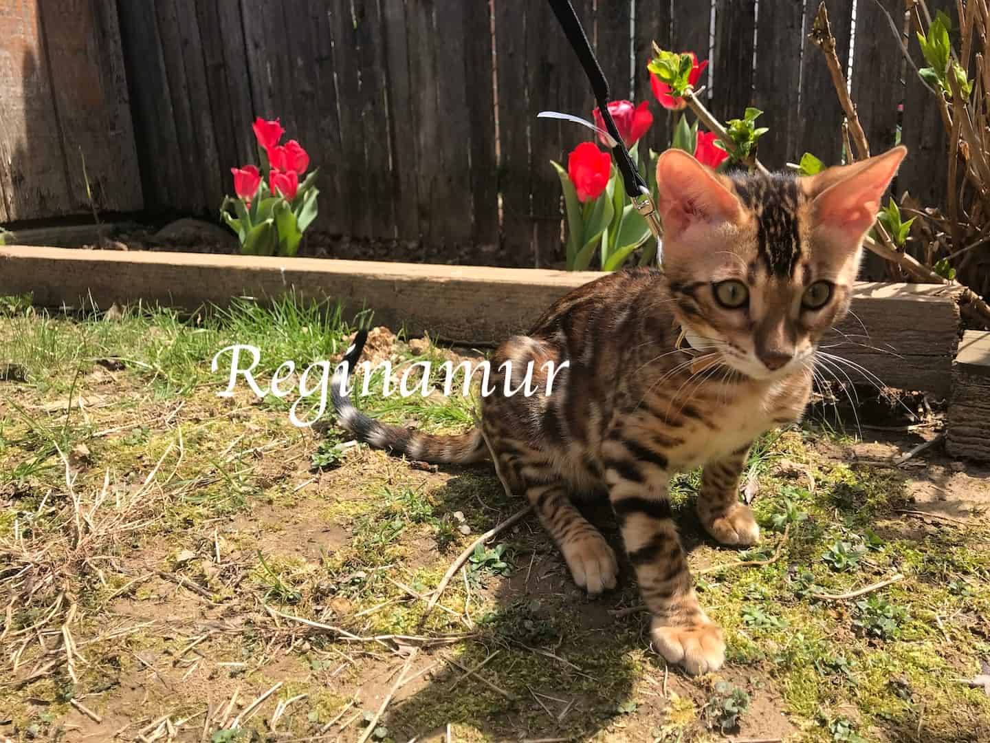 IMG_4342 2 bengal kittens