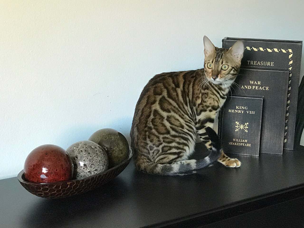 viber image bengal kittens
