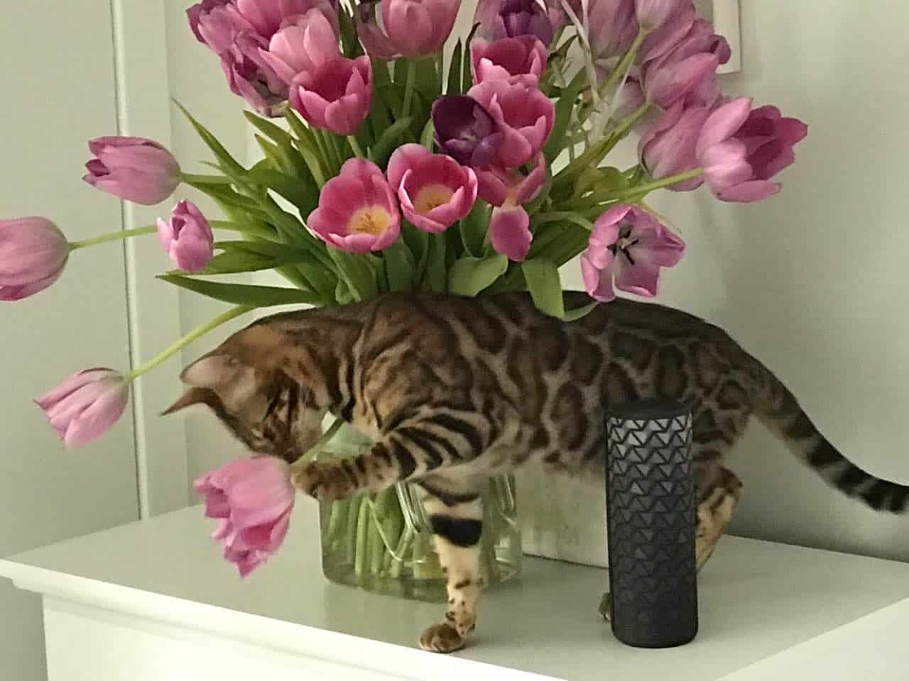 viber image1 bengal kittens