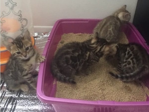 Reginamur kittens-bengal