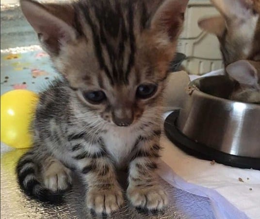 Reginamur kittens-bengal