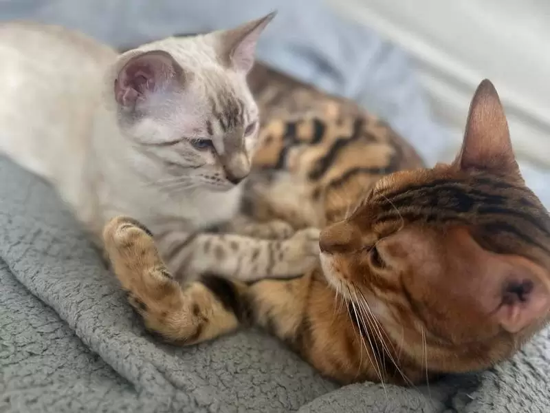 Discover Bengal cats in Akron: wild patterns, vibrant traits, and advice for buying a Bengal kitten.