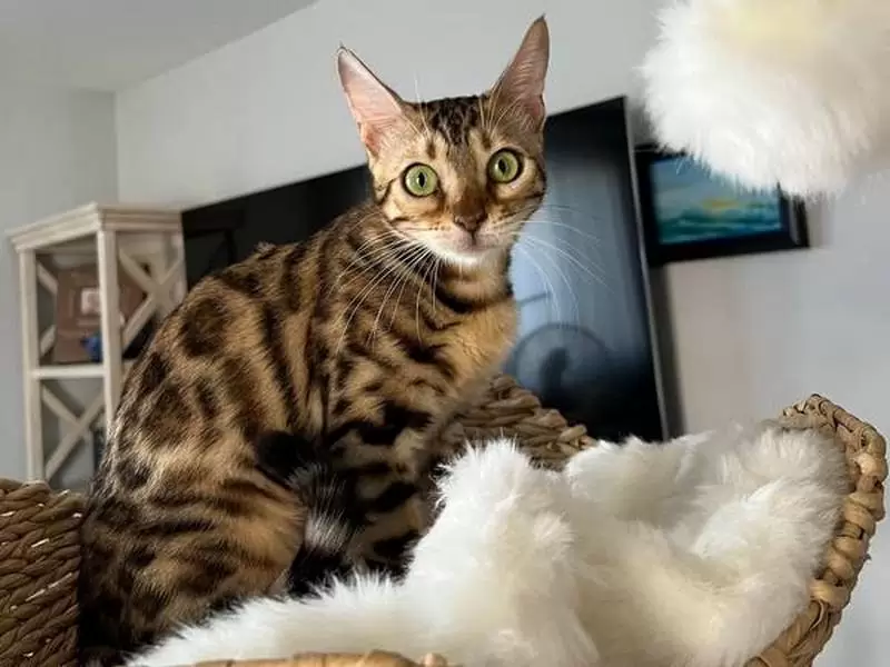 Explore Bengal cats in Albany: wild elegance, engaging energy, and advice for finding your Bengal kitten.