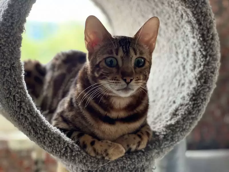 Bengal cats in Alexandria: exotic beauty, active traits, and advice for adopting your ideal kitten.