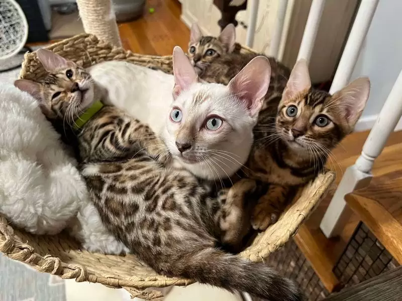 Learn about Bengal cats in Aurora: unique looks, active behavior, and advice for adopting Bengal kittens.