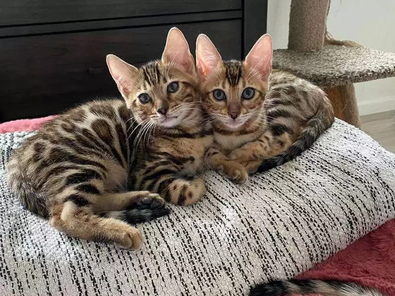 Discover Bengal cats in Baltimore: wild elegance, interactive behavior, and tips for buying a Bengal kitten.