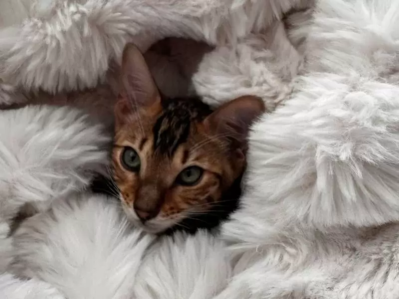 Explore Bengal cats in Birmingham: stunning beauty, playful energy, and guidance for adopting your ideal kitten.