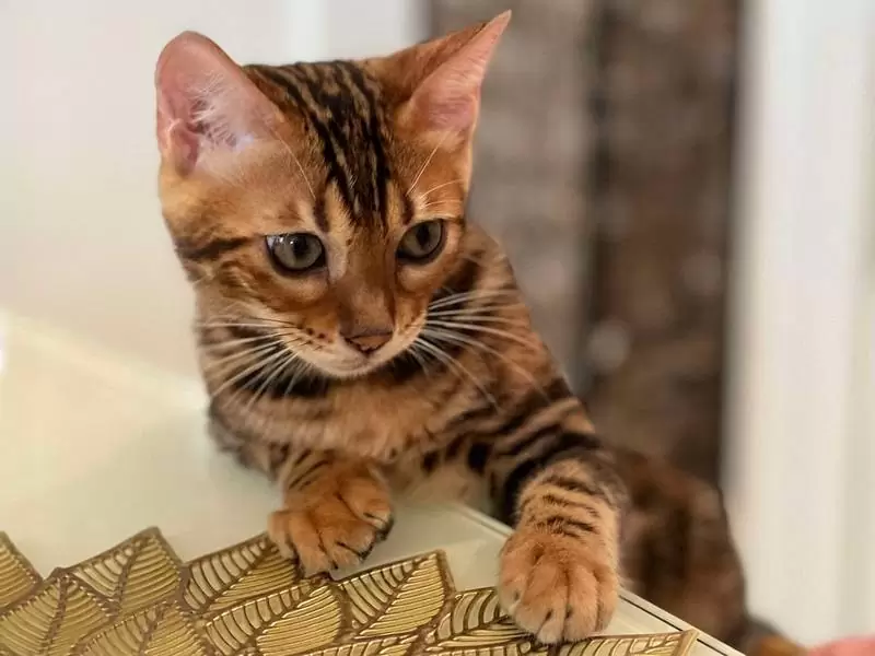 Find Bengal cats in Bridgeport: unique charm, playful behavior, and guidance for finding your ideal kitten.