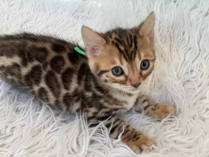 Learn about Bengal cats in Carmel: captivating beauty, social energy, and tips for finding the ideal Bengal kitten.