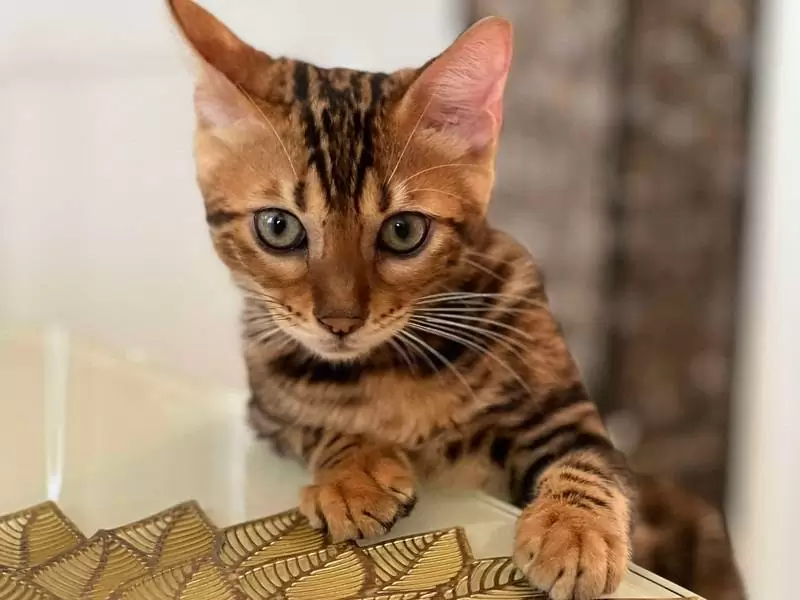 Find Bengal cats in Charleston: stunning patterns, engaging energy, and guidance for buying a Bengal kitten.