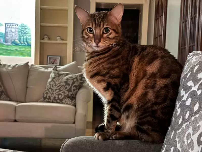 Bengal cats in Clarksville: wild elegance, vibrant energy, and tips for adopting your ideal kitten.