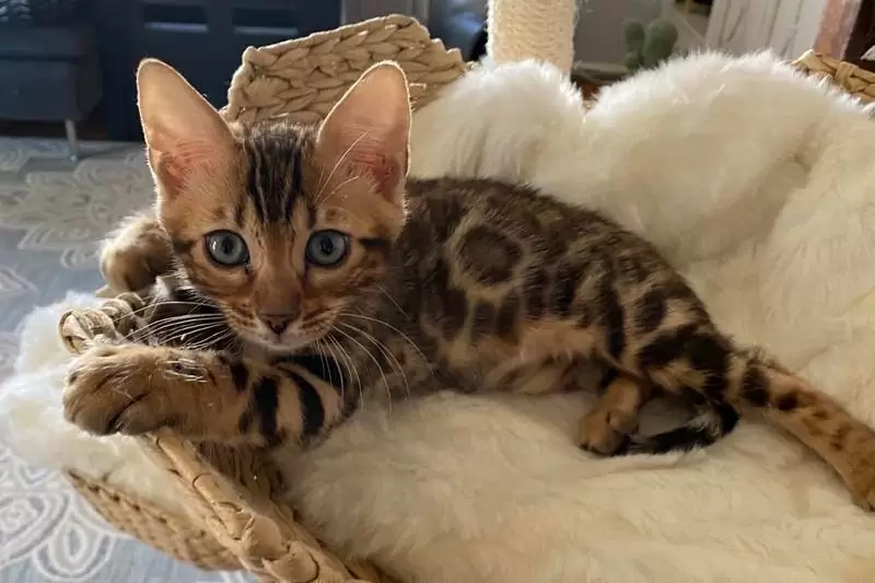 Bengal cats in Columbia: wild charm, active traits, and insights for choosing the perfect Bengal kitten.