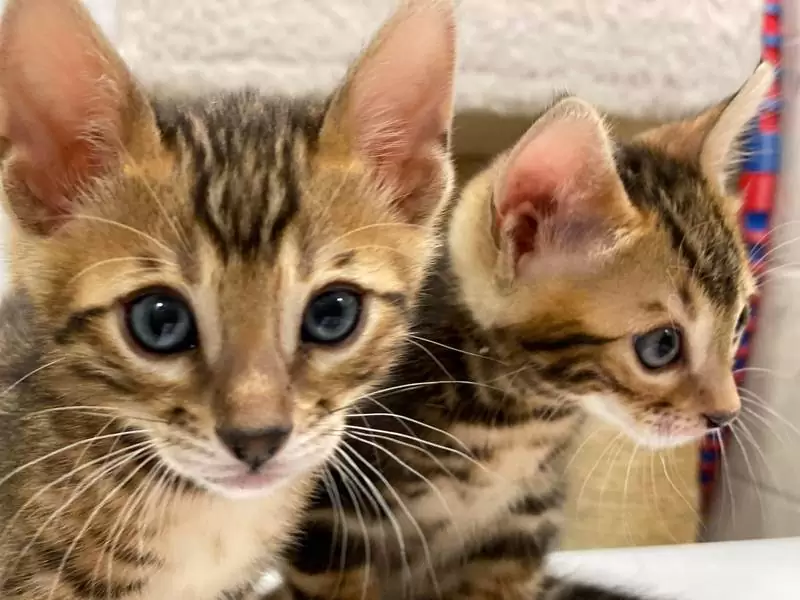 Bengal cats in Columbus Ohio: wild elegance, engaging behavior, and advice for choosing your kitten.