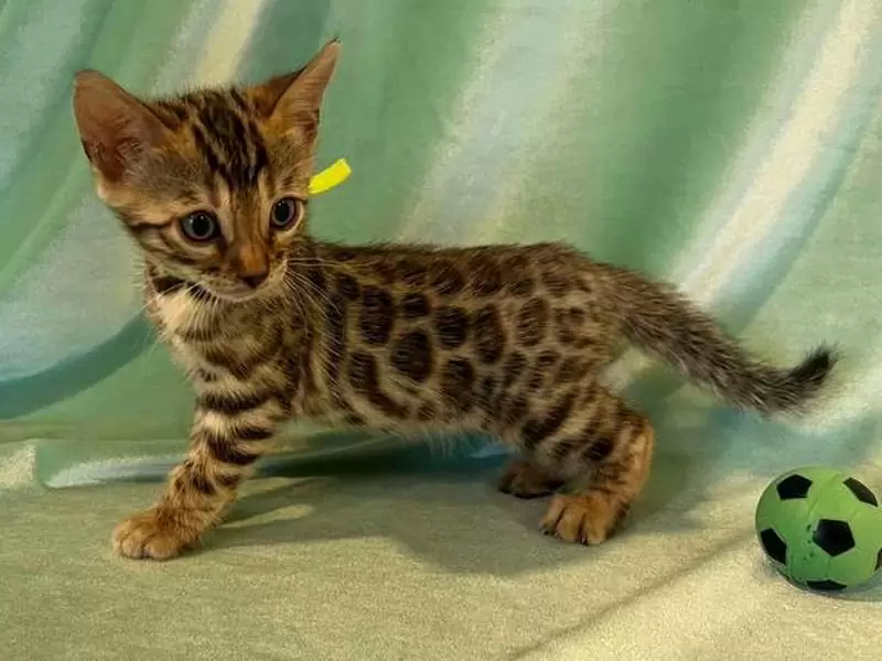 Bengal cats in Dayton: wild charm, social nature, and tips for selecting your perfect Bengal kitten.