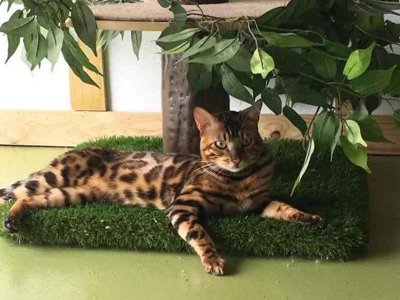 Bengal cats in Detroit: wild beauty, active traits, and expert advice for buying Bengal kittens.