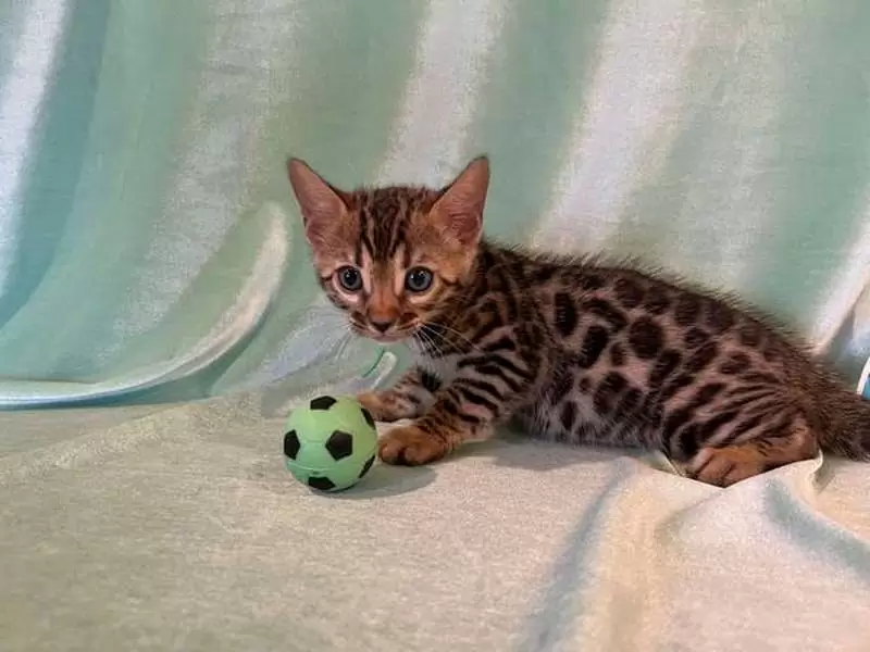 Bengal cats in Elgin: unique patterns, social nature, and tips for choosing your Bengal kitten.