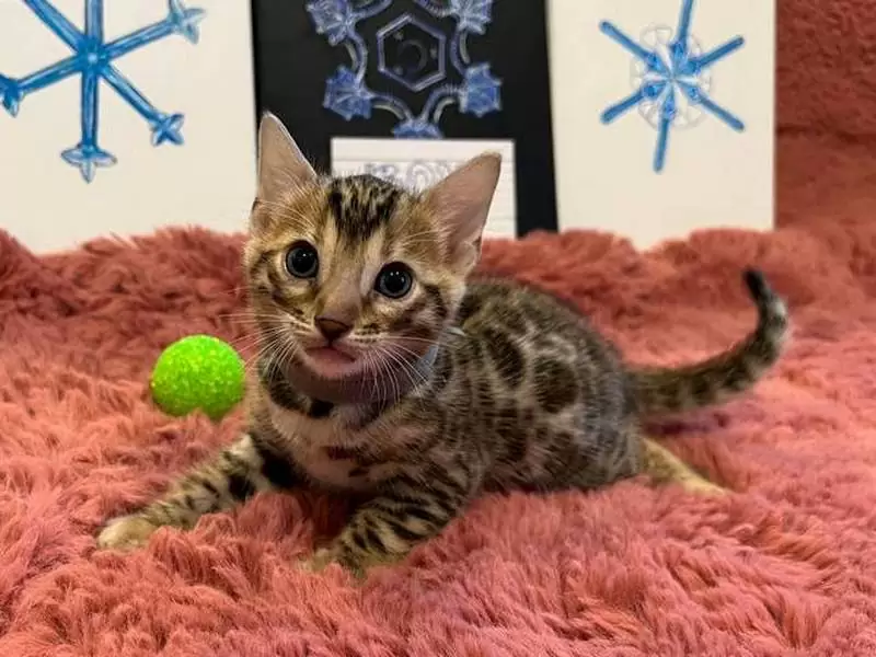 Learn about Bengal cats in Elizabeth: captivating looks, vibrant behavior, and guidance for adopting Bengal kittens.