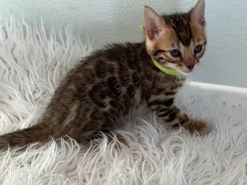 Learn about Bengal cats in Evansville: exotic elegance, engaging energy, and guidance for choosing your Bengal kitten.