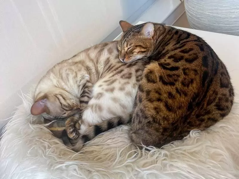 Discover Bengal cats in Fayetteville: exotic charm, lively energy, and guidance for selecting the perfect Bengal kitten.