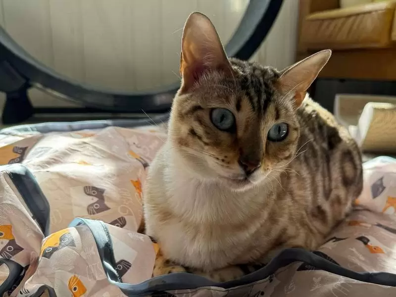 Explore Bengal cats in Fort Lauderdale: unique coats, social behavior, and tips for adopting Bengal kittens.