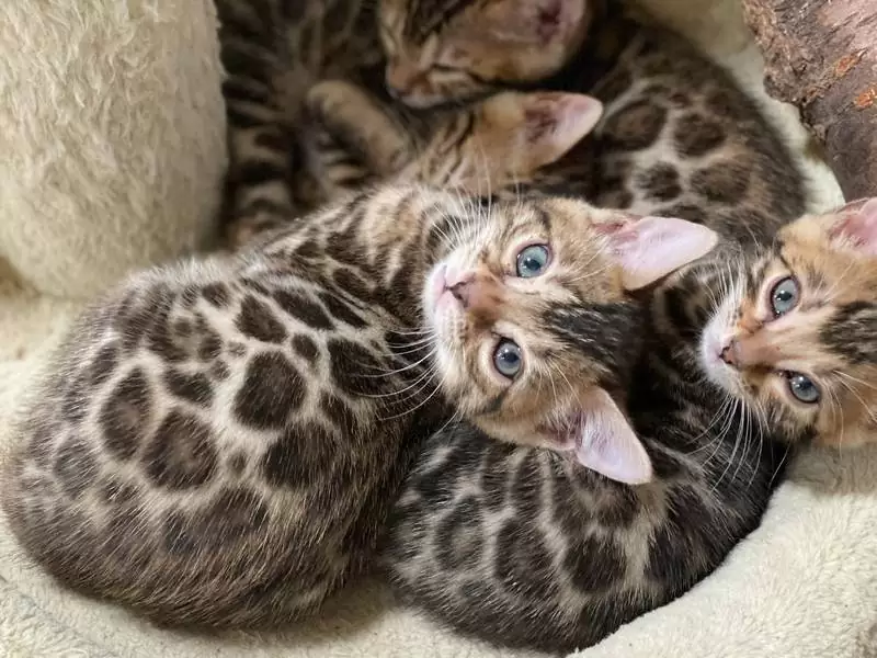 Discover Bengal cats in Fort Wayne: exotic charm, social traits, and advice for buying Bengal kittens.