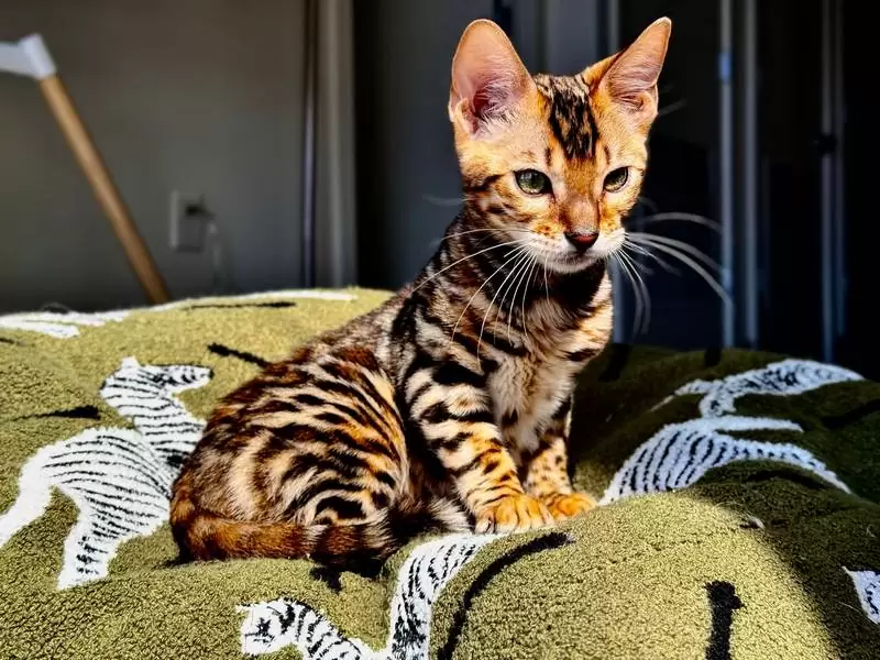 Bengal cats in Grand Rapids: unique coats, active behavior, and expert tips for buying Bengal kittens.