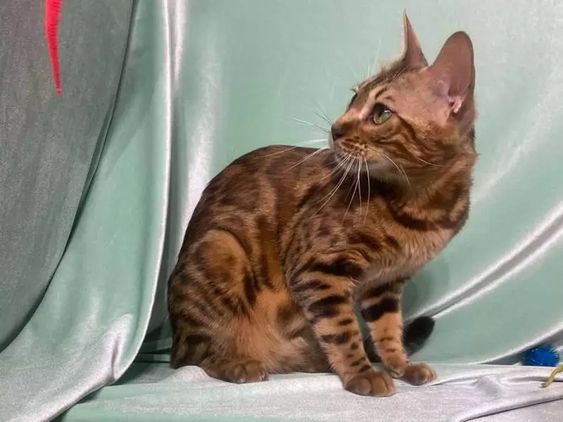 Discover Bengal cats in Hampton: unique coats, vibrant energy, and tips for adopting the perfect Bengal kitten.