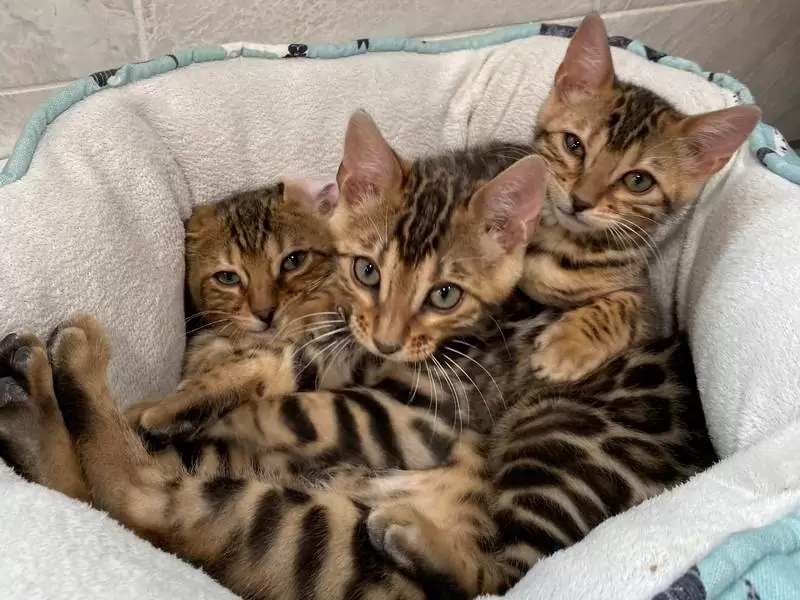 Explore Bengal cats in Huntsville: captivating looks, active nature, and insights for selecting a kitten.