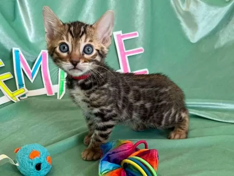 Bengal cats in Jacksonville: wild charm, engaging personalities, and guidance for adopting your ideal kitten.