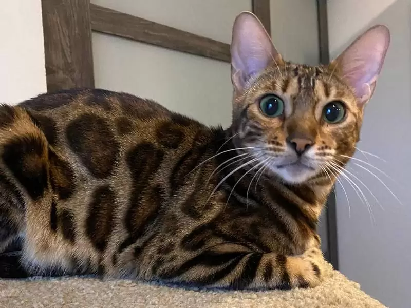 Learn about Bengal cats in Lexington: captivating coats, social traits, and tips for buying kittens.