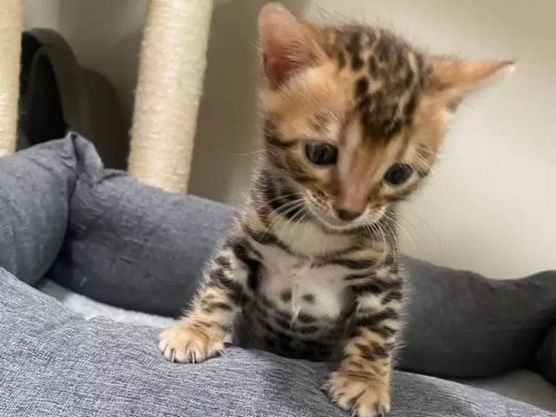 Learn about Bengal cats in Lowell: exotic looks, vibrant energy, and guidance for adopting Bengal kittens.