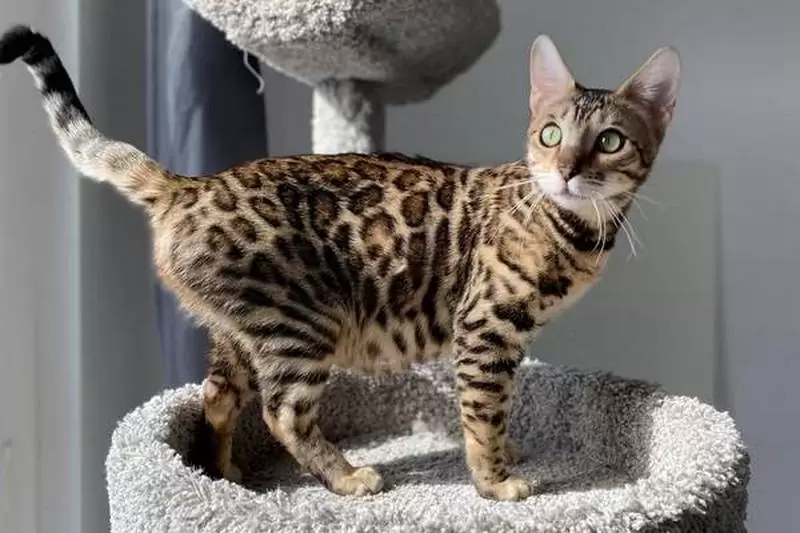 Learn about Bengal cats in Lynn: captivating looks, social traits, and tips for adopting the perfect Bengal kitten.