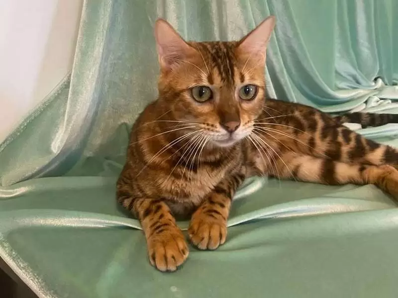 Bengal cats in Miramar: exotic beauty, playful nature, and guidance for selecting your ideal kitten.