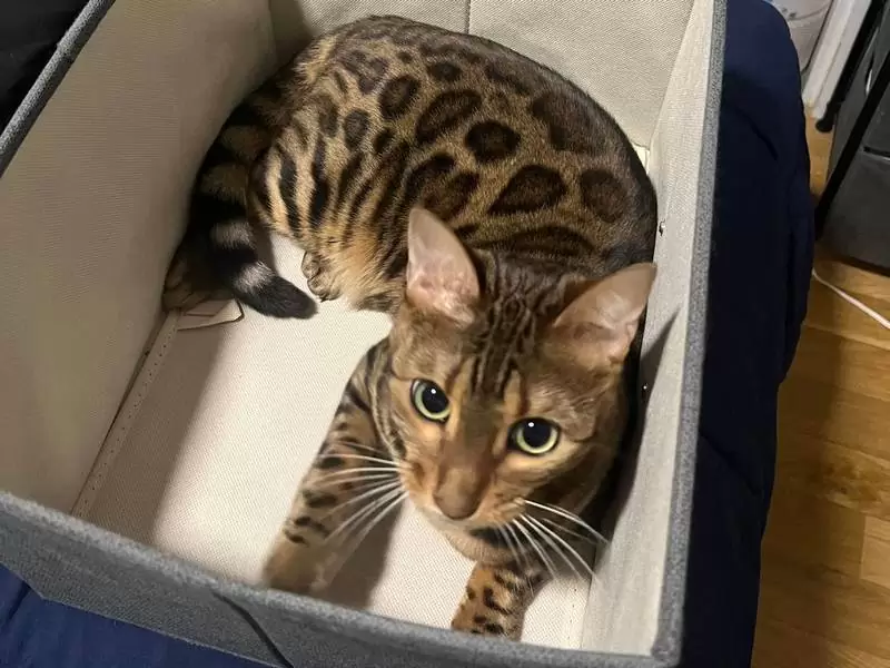 Find Bengal cats in Mobile: exotic charm, engaging traits, and insights for buying Bengal kittens.