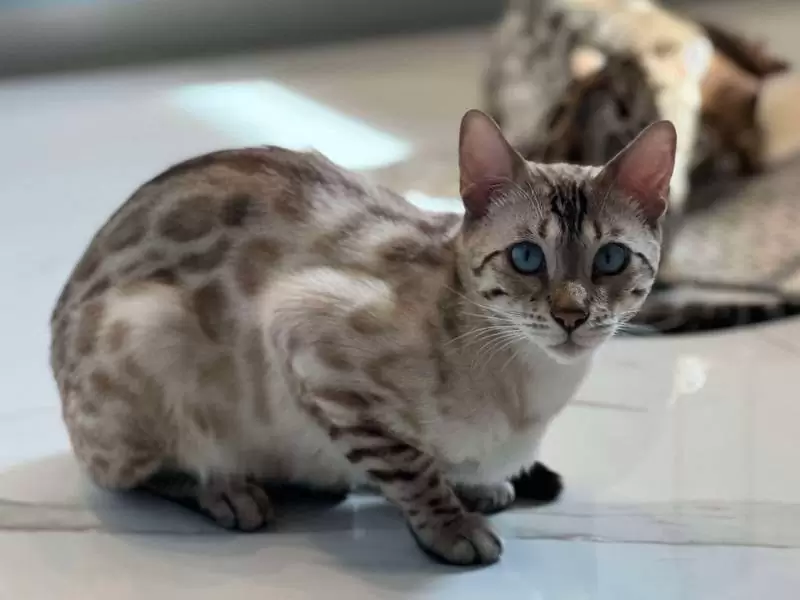 Learn about Bengal cats in Murfreesboro: unique coats, lively traits, and expert tips for adopting a Bengal kitten.