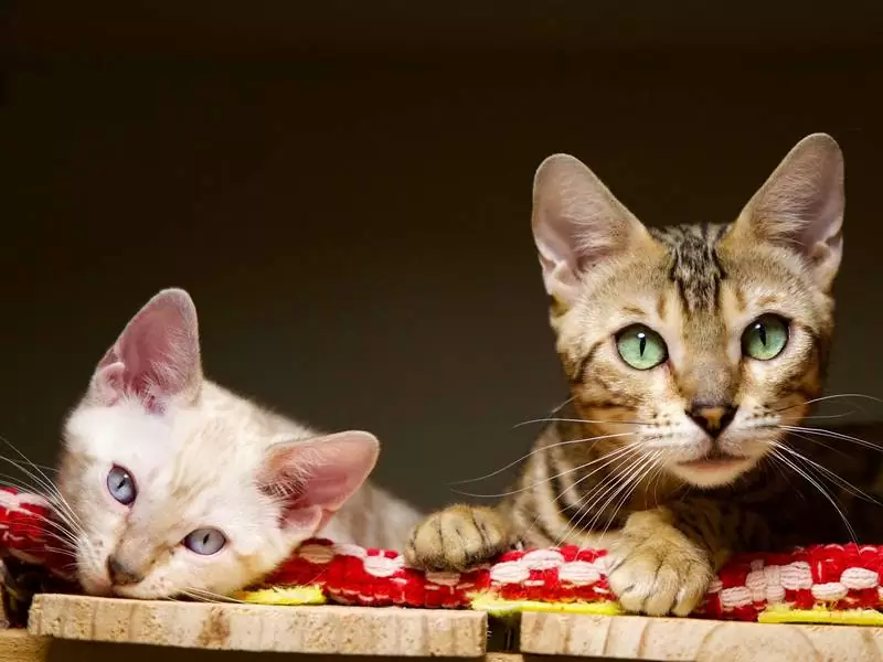 Bengal cats in Naperville: stunning patterns, engaging nature, and expert tips for adopting Bengal kittens.