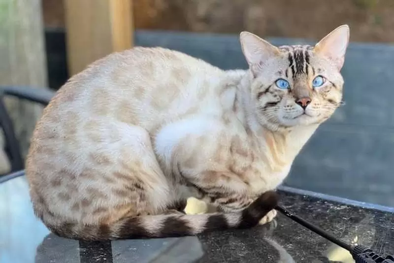 Bengal cats in New Bedford: stunning patterns, playful behavior, and guidance for adopting Bengal kittens.