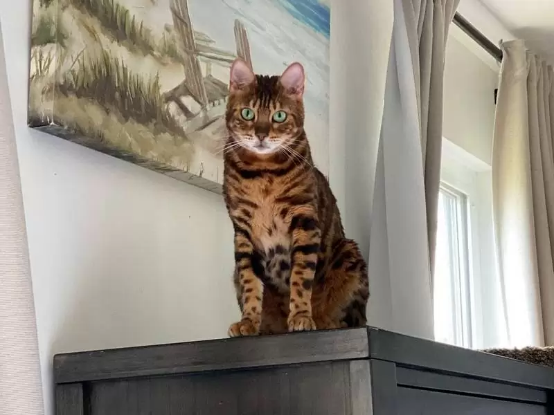 Find Bengal cats in Newark: unique patterns, energetic behavior, and insights for selecting your kitten.