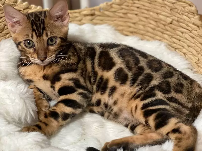 Discover Bengal cats in Norfolk: stunning patterns, social nature, and guidance for buying Bengal kittens.