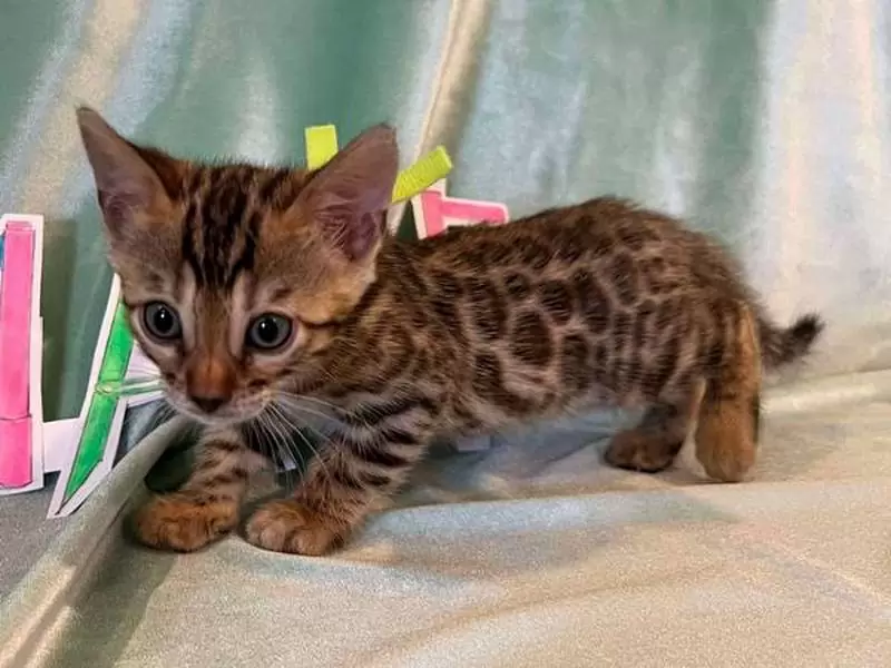 Explore Bengal cats in Palm Bay: unique coats, lively energy, and advice for finding the ideal kitten.