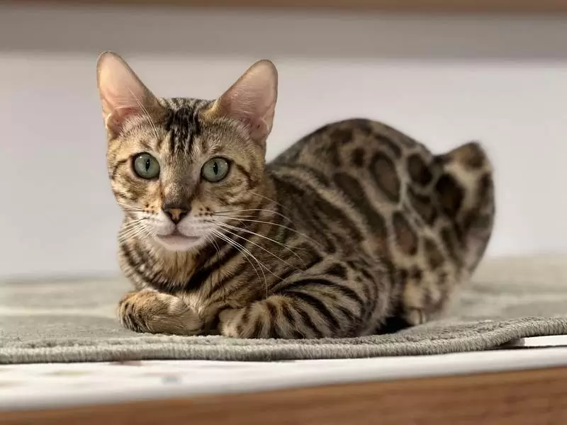 Bengal cats in Paterson: wild charm, social behavior, and tips for choosing the perfect Bengal kitten.