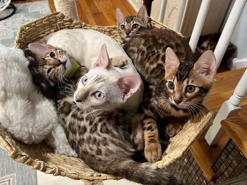 Discover Bengal cats in Pembroke Pines: exotic beauty, playful nature, and guidance for selecting the perfect kitten.