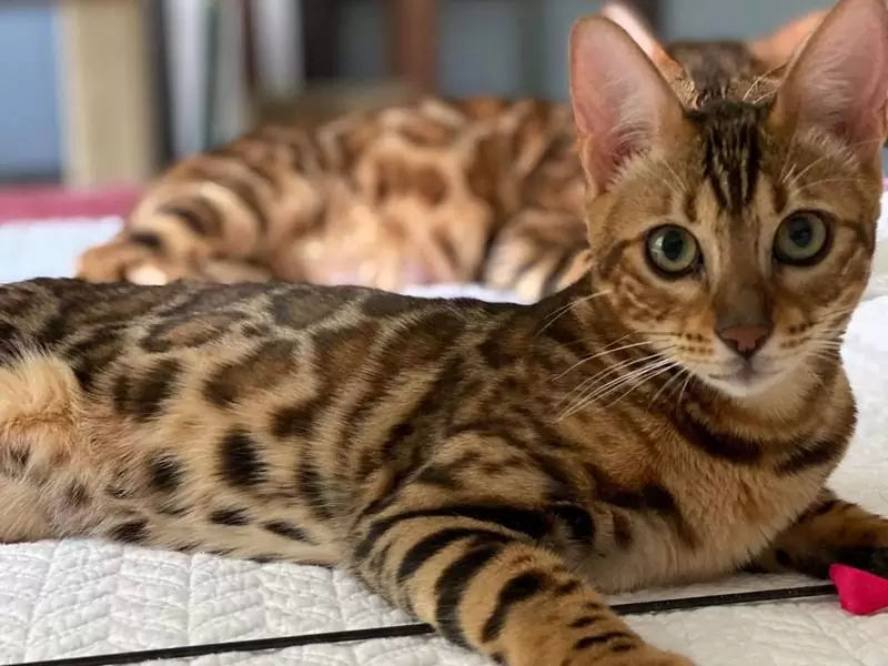 Bengal cats in Pittsburgh: exotic looks, lively energy, and expert tips for choosing your ideal kitten.