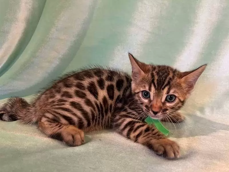 Explore Bengal cats in Pompano Beach: wild charm, engaging traits, and advice for finding the ideal kitten.