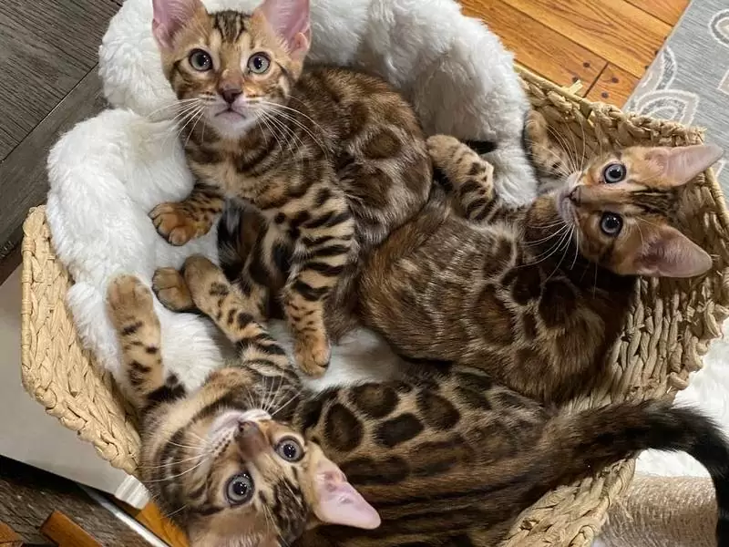 Bengal cats in Port St. Lucie: wild charm, vibrant traits, and advice for choosing your perfect kitten.