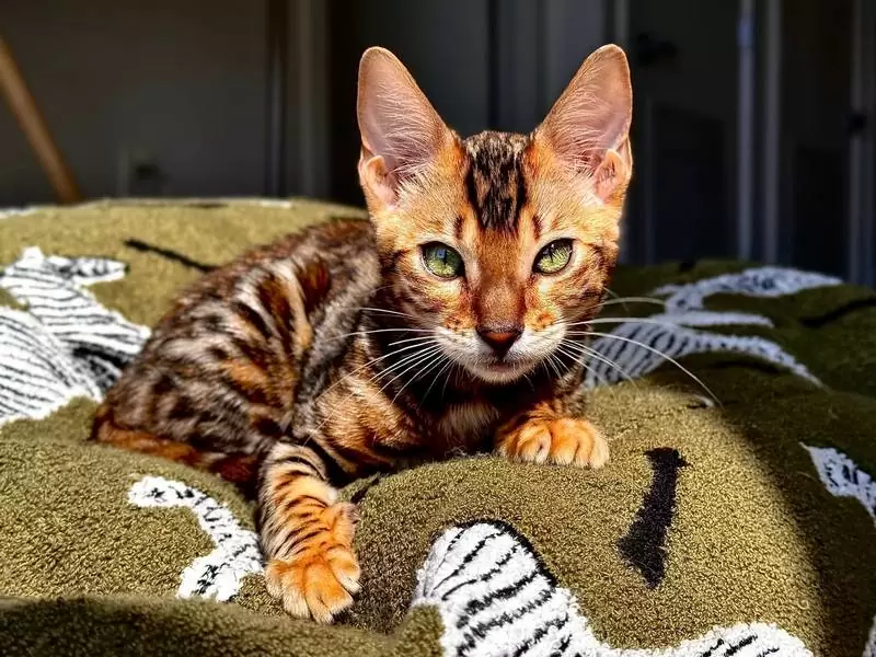 Bengal cats in Providence: exotic beauty, engaging energy, and tips for adopting your perfect kitten.