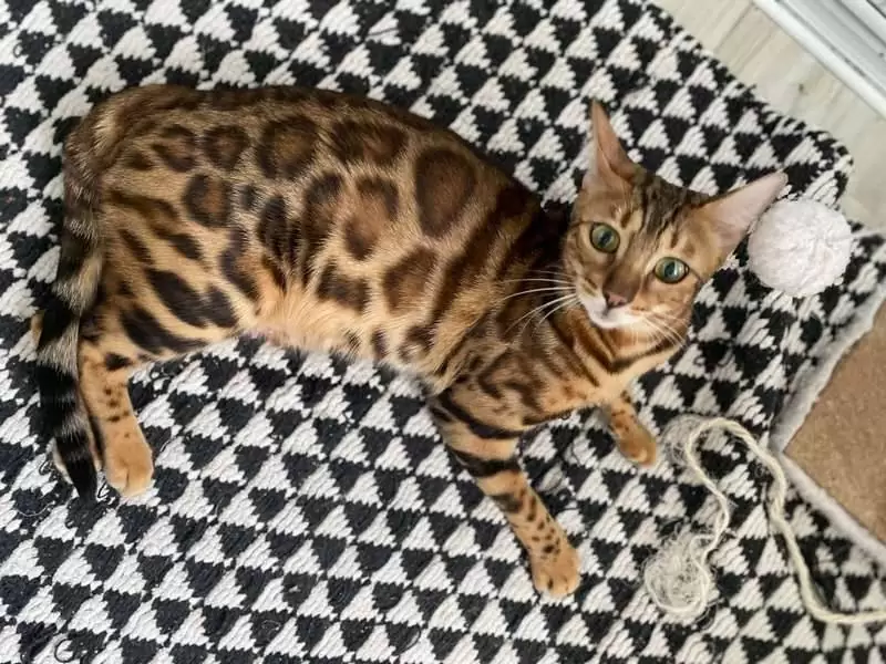 Discover Bengal cats in Quincy: exotic charm, playful energy, and guidance for choosing your ideal Bengal kitten.