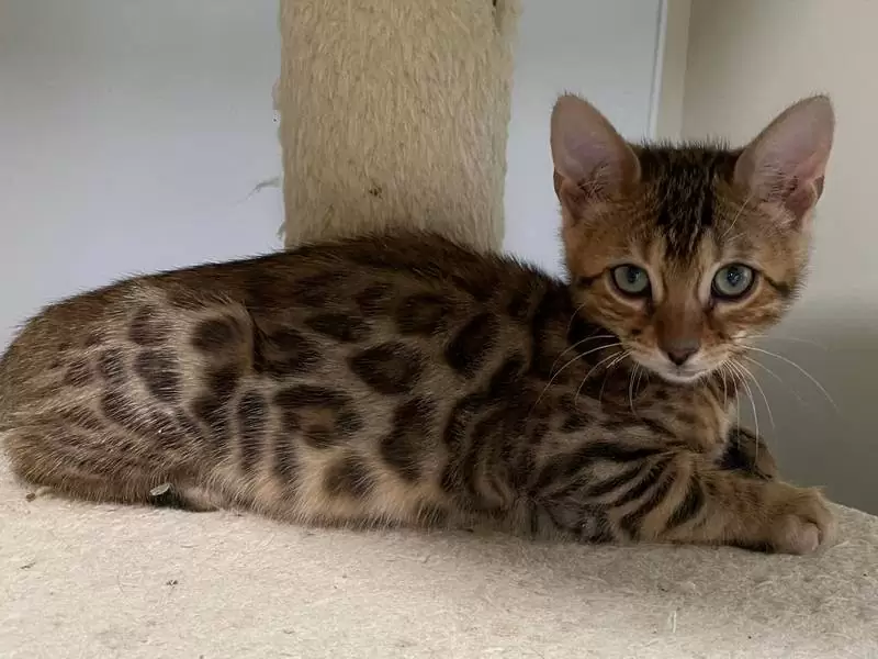 Learn about Bengal cats in Richmond: exotic elegance, playful energy, and tips for finding your kitten.