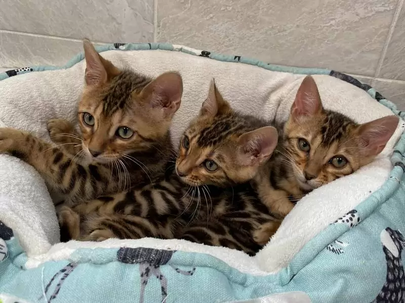 Bengal cats in Rochester: unique patterns, vibrant energy, and guidance for buying the perfect Bengal kitten.